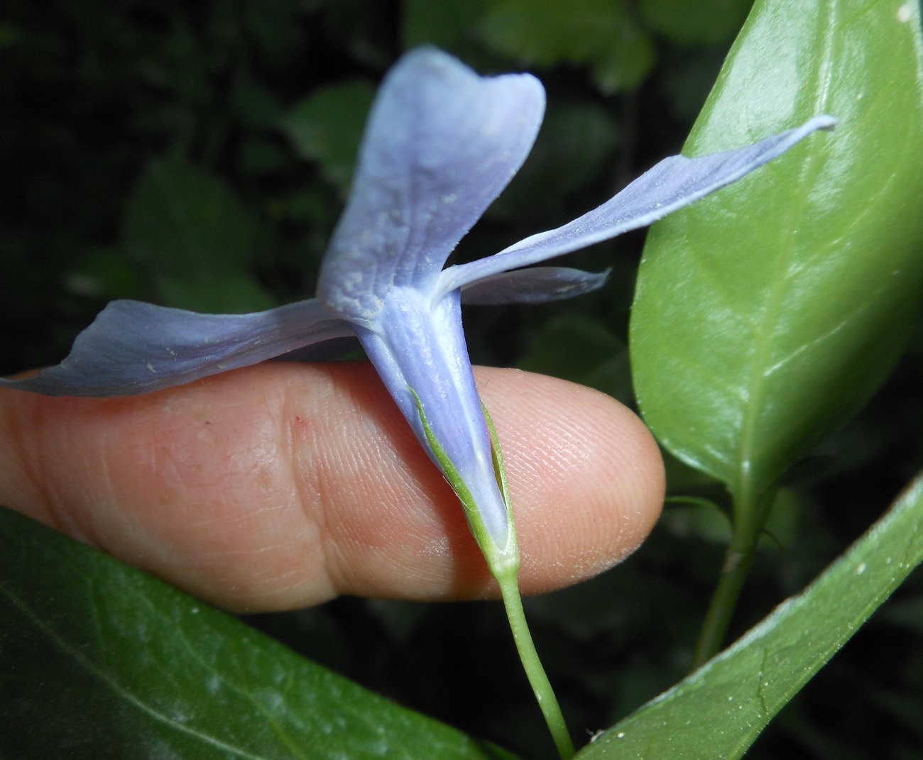 Vinca difformis Pourr. subsp. difformis/ Pervinca media